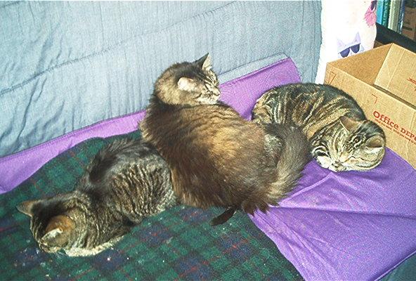 3 of Loris kitties