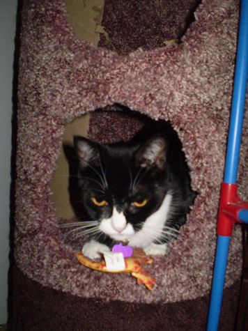 debbieskitty
