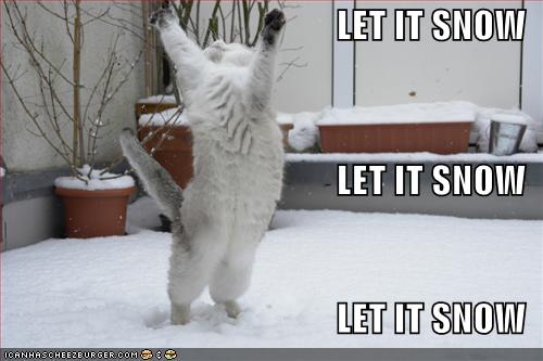 funny-pictures-cat-is-excited-about-snow-771553